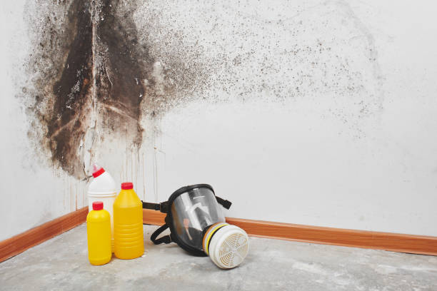 Best Crawl Space Mold Removal  in South Milwaukee, WI