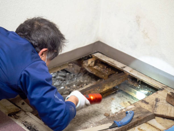 Best Attic Mold Removal  in South Milwaukee, WI