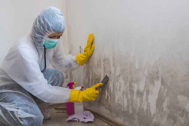 Best Mold Damage Repair  in South Milwaukee, WI