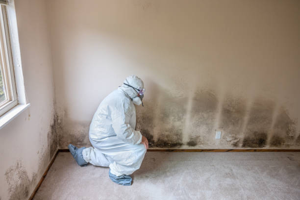Mold Testing and Removal in South Milwaukee, WI