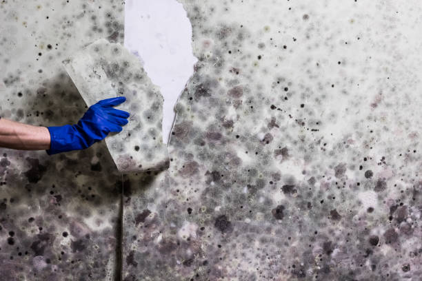 Best Residential Mold Removal  in South Milwaukee, WI