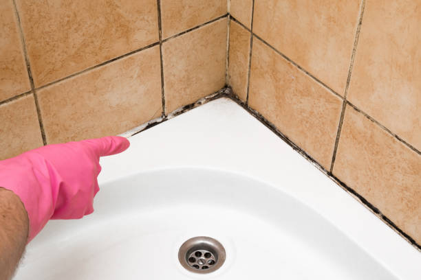 Best Commercial Mold Removal  in South Milwaukee, WI